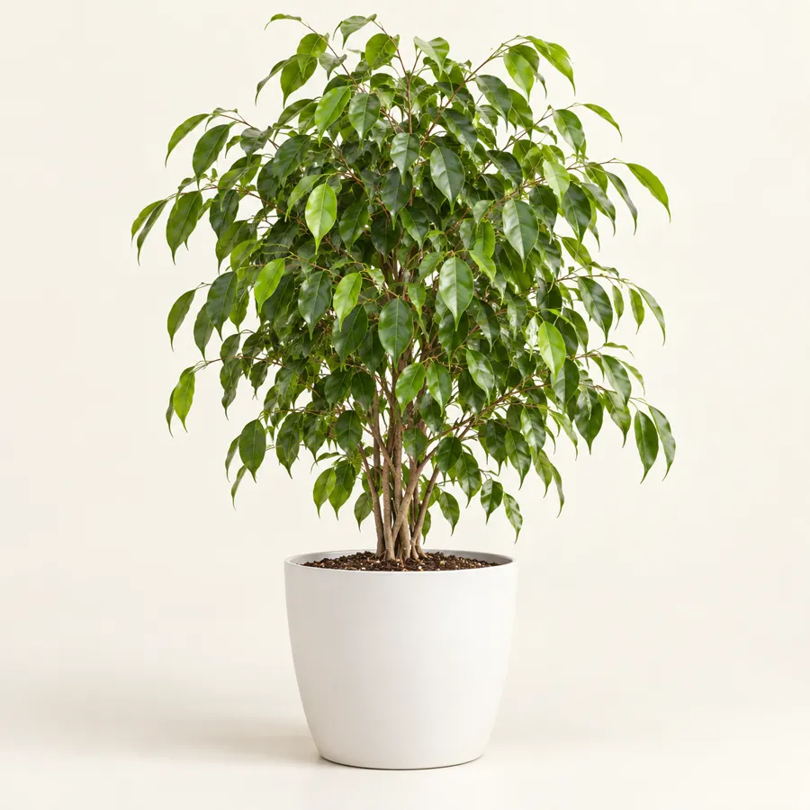 Ficus indoor foliage plant in plastic pot LEFZO Jaipur