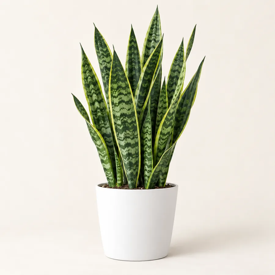 Indoor plant packages for Jaipur homes