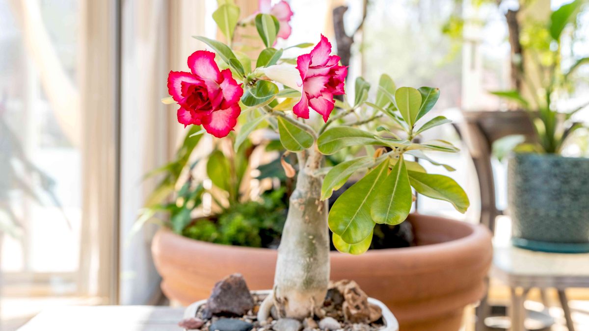 Outdoor Plant Names and Care Instructions