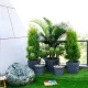 Best Summer Indoor and Outdoor Plants for Your Garden
