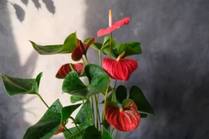 Anthurium