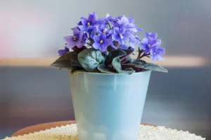 African Violet