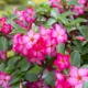 Best Flowering Plants for Homes