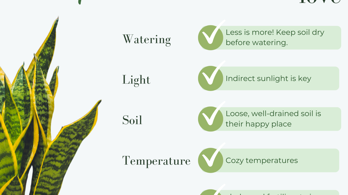 Caring for Snake Plants