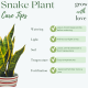 Caring for Snake Plants