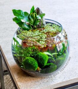 Moss Ball (Marimo)