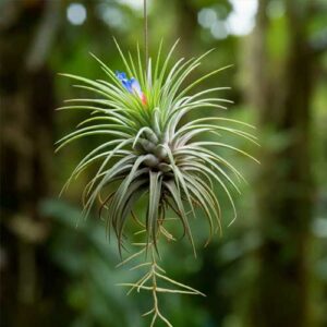 Air Plants (Tillandsia)