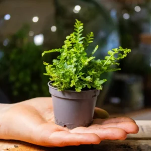 miniature ferns