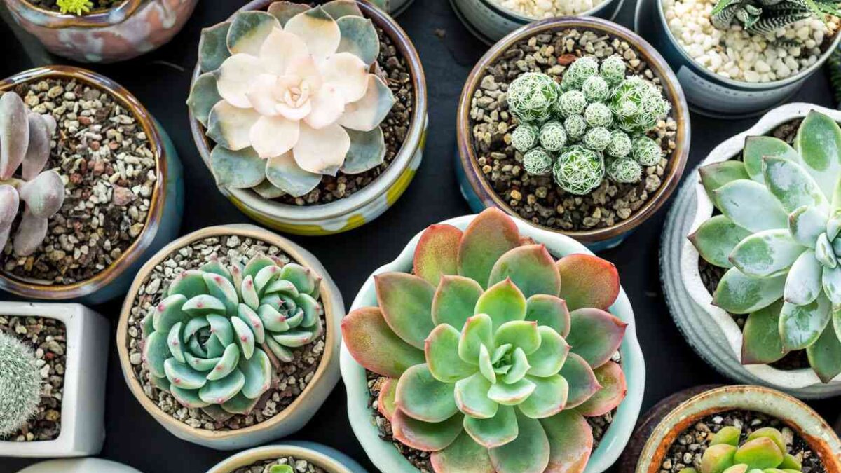 10 Mini Indoor Plants