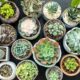 10 Mini Indoor Plants
