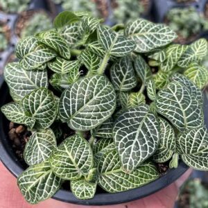Fittonia