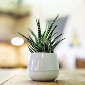 Zebra Haworthia