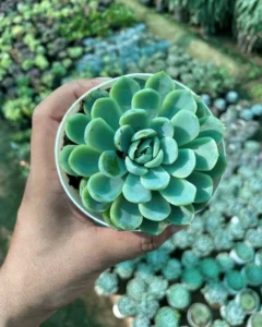 succulents plants