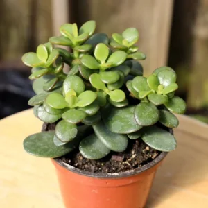 Mini Jade Plant 