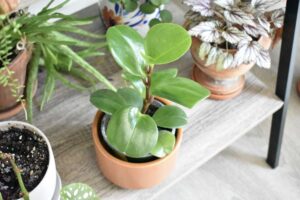 Miniature Ferns