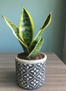 Mini Snake Plant 