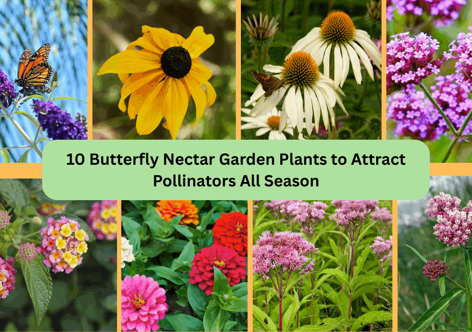 10 Best Flowering Plants for Your Pollinator Garden