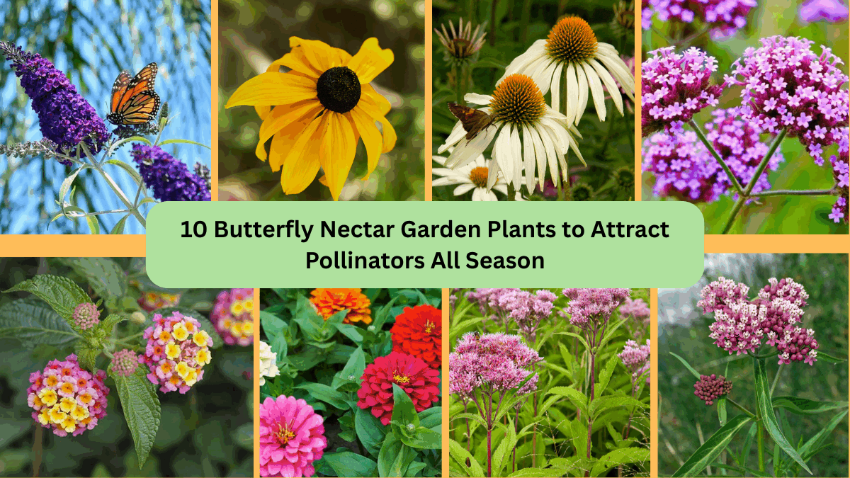 10 Best Flowering Plants for Your Pollinator Garden