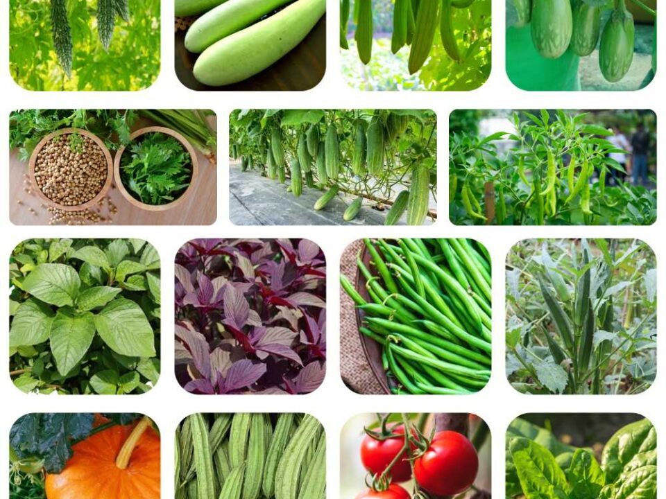 5 Fast-Growing Vegetables to Start At Home