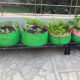 How to Use Grow Bags for Your Garden