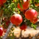 Best Fruit Plants You Can Grow at Home
