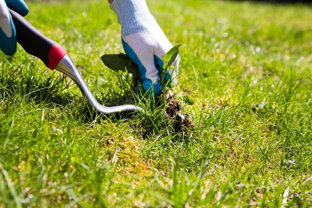 Grub Control Services