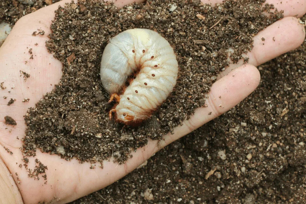 Grub Control Services