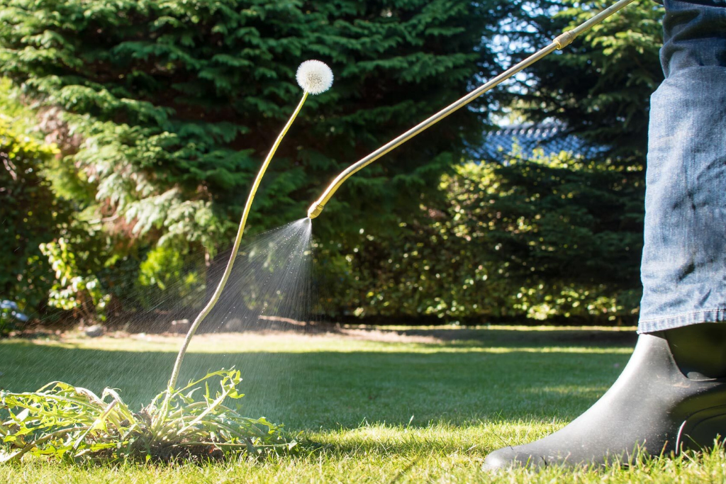 Lawn Disease Treatment services