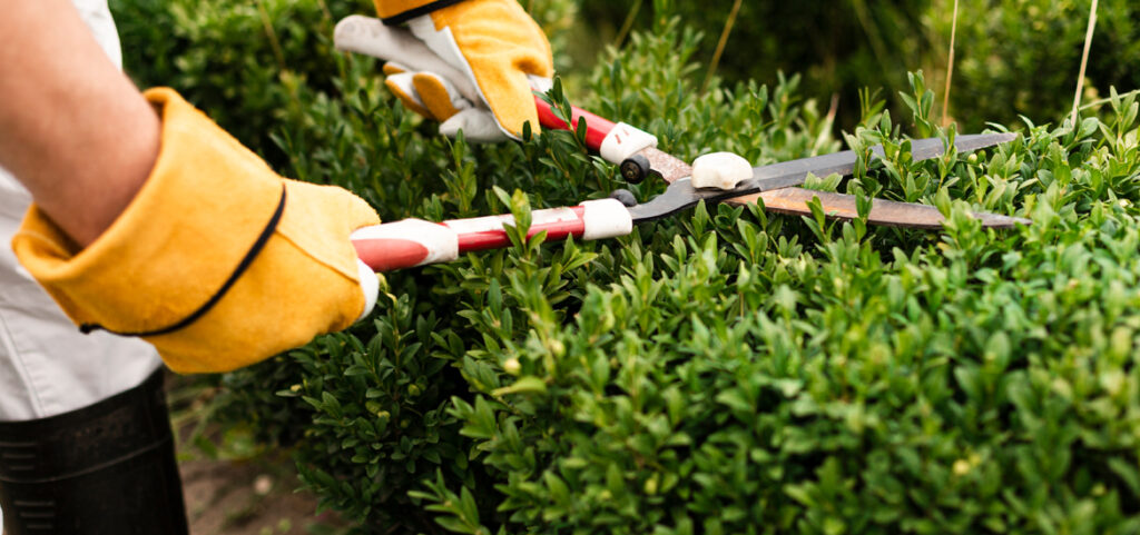 Tree and Shrub Care services